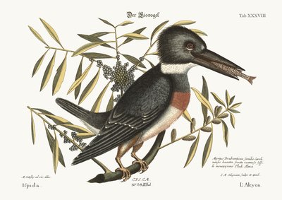 Il martin pescatore, 1749-73 da Mark Catesby
